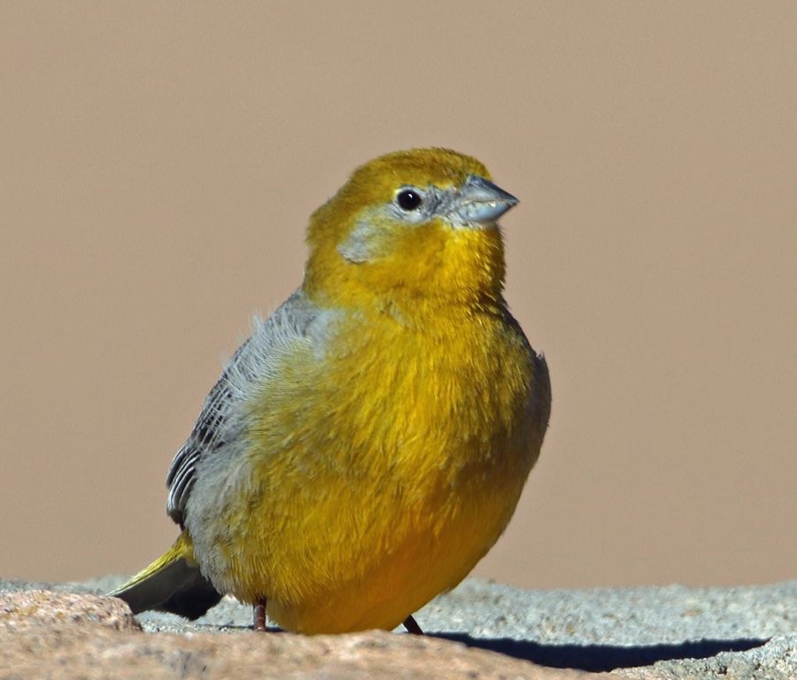 YELLOW-FINCH      GREATER   Atacama         Altiplano..jpg