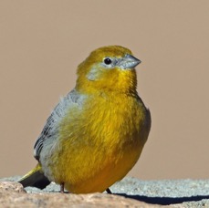 YELLOW-FINCH      GREATER   Atacama         Altiplano..jpg