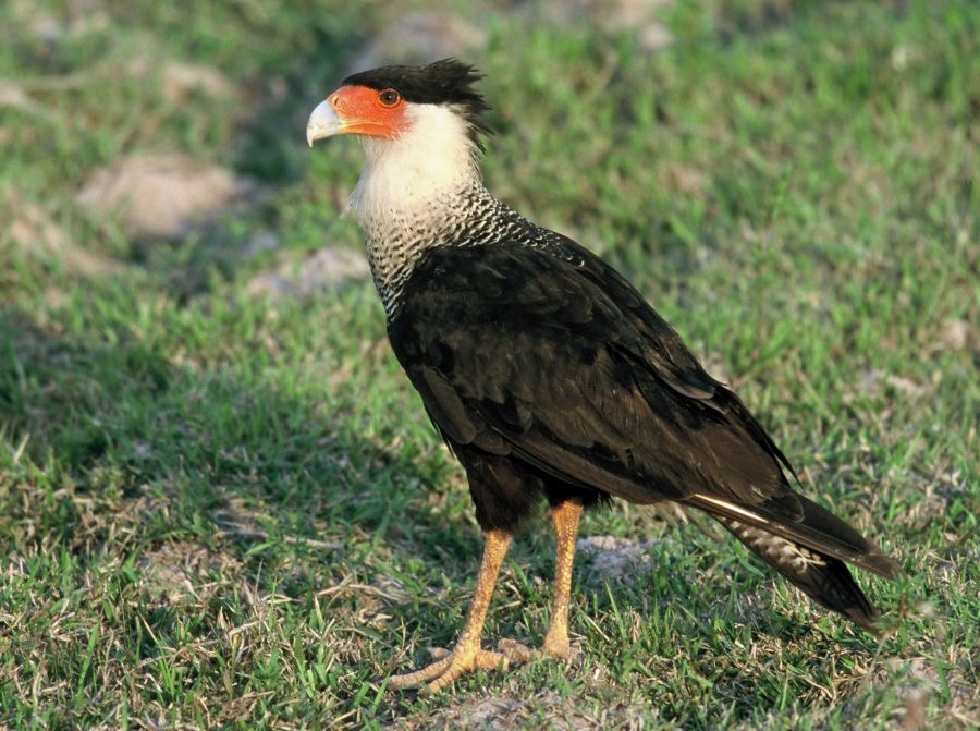 CARACARA.  CRESTED..JPG