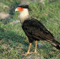CARACARA.  CRESTED..JPG