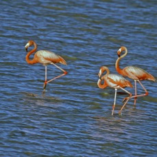 FLAMINGOS.  AMERICAN..jpg