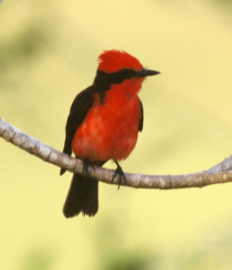 FLYCATCHER.  VERMILION..JPG