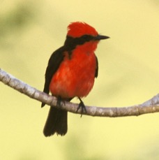 FLYCATCHER.  VERMILION..JPG