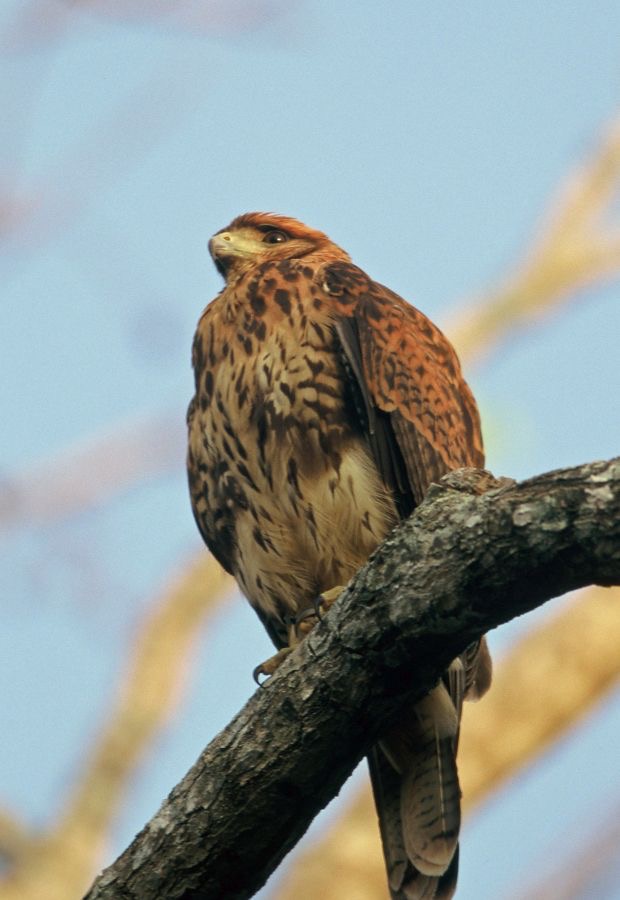 HAWK.      HARRIS.     Juvenile.JPG