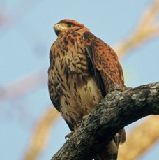 HAWK.      HARRIS.     Juvenile.JPG
