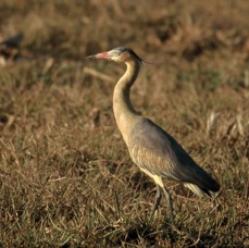 HERON.     WHISTLING..JPG