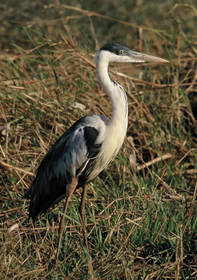 HERON.    WHITENECKED..JPG