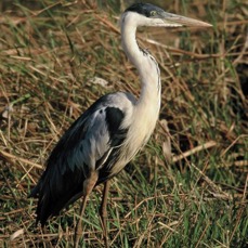HERON.    WHITENECKED..JPG