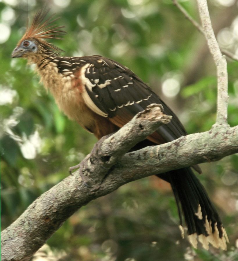 HOATZIN..JPG