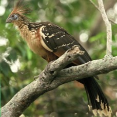 HOATZIN..JPG