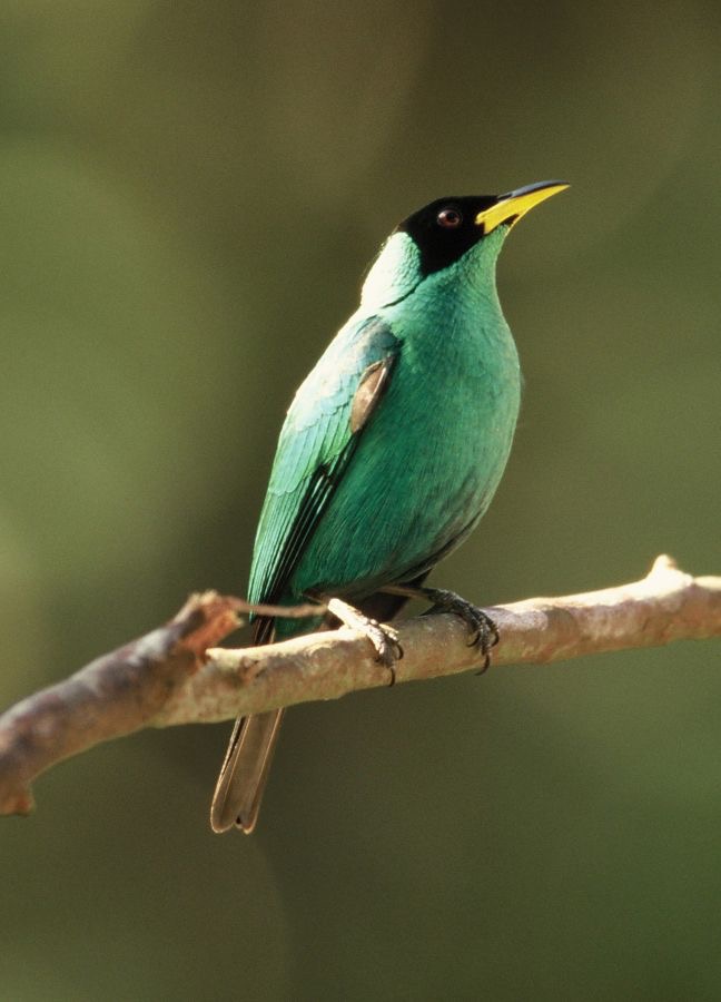 HONEYCREEPER GREEN.   male.JPG