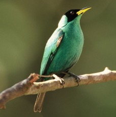 HONEYCREEPER GREEN.   male.JPG