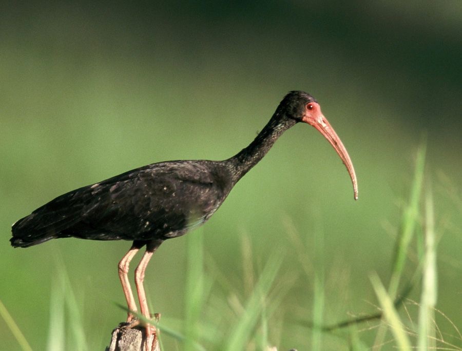 IBIS.             BARE-FACED.jpg