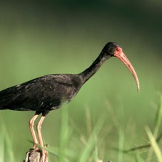 IBIS.             BARE-FACED.jpg