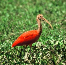 IBIS.          SCARLET..JPG
