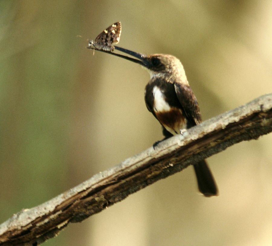 JACAMAR.  PALE-HEADED.  with Butterfly.JPG