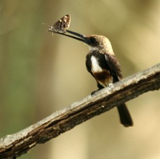 JACAMAR.  PALE-HEADED.  with Butterfly.JPG