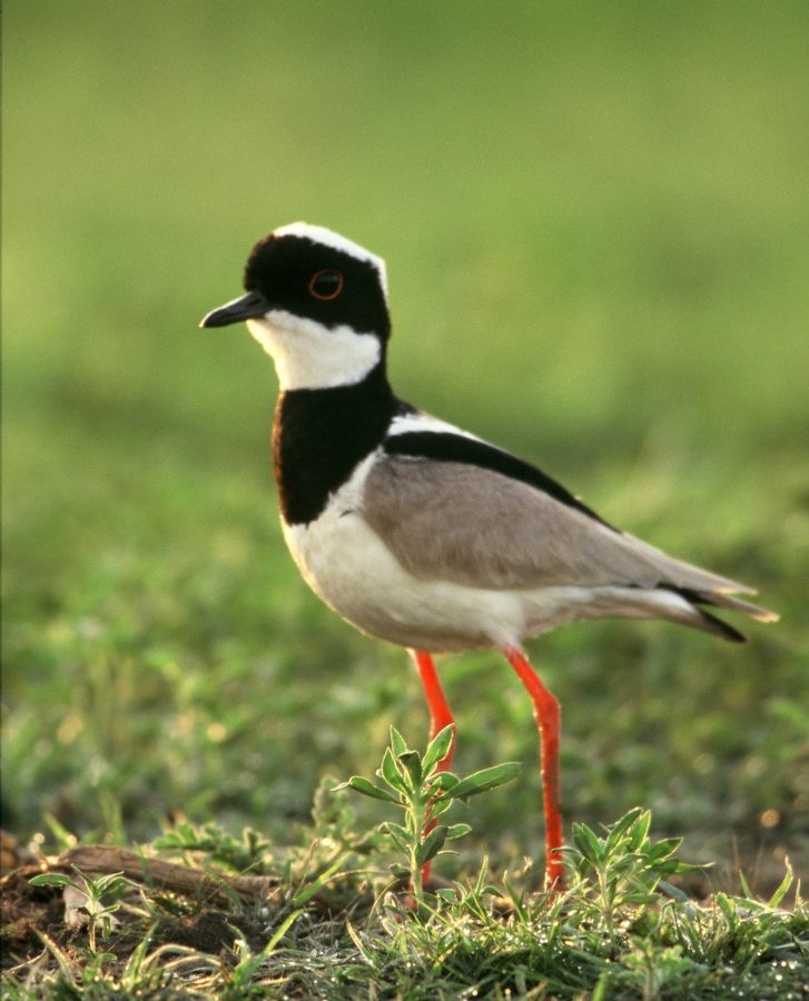 LAPWING.      PIED..JPG
