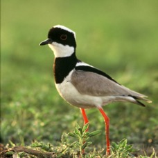 LAPWING.      PIED..JPG