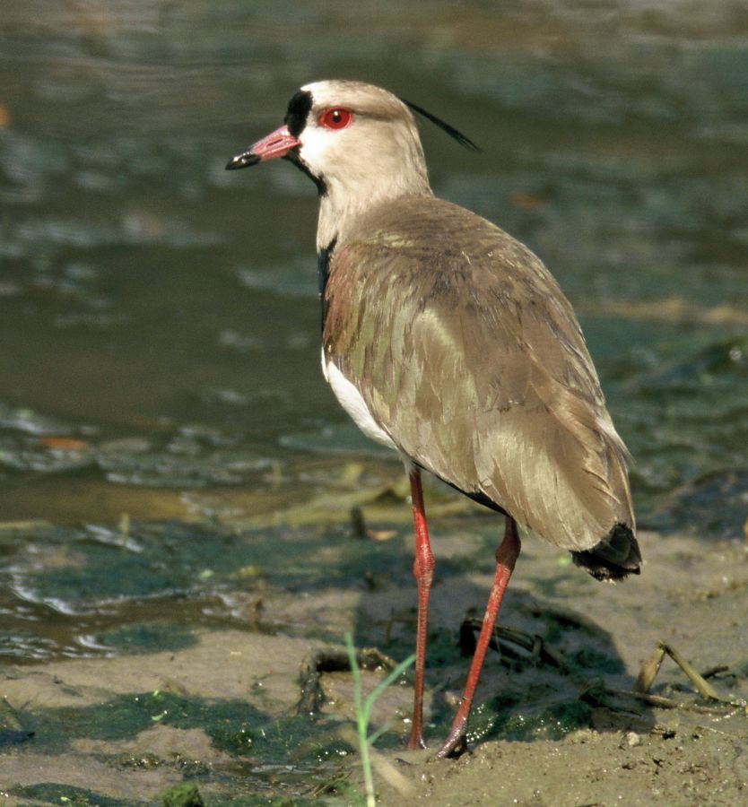 LAPWING.  SOUTHERN..JPG