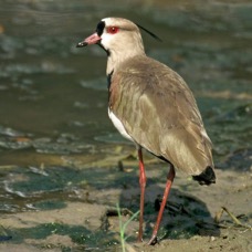 LAPWING.  SOUTHERN..JPG