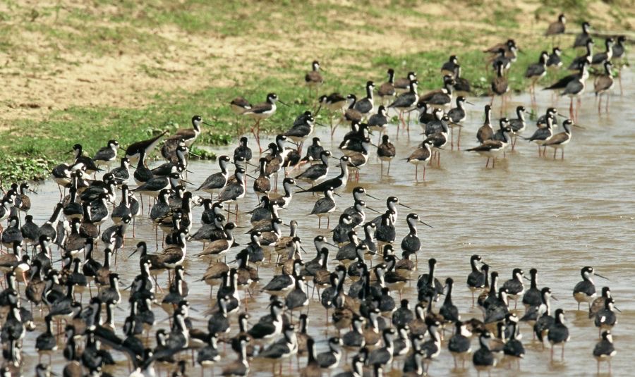 LOS     LLANOS.   Large Flocks.  Stilts.jpg