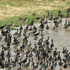 LOS     LLANOS.   Large Flocks.  Stilts.jpg