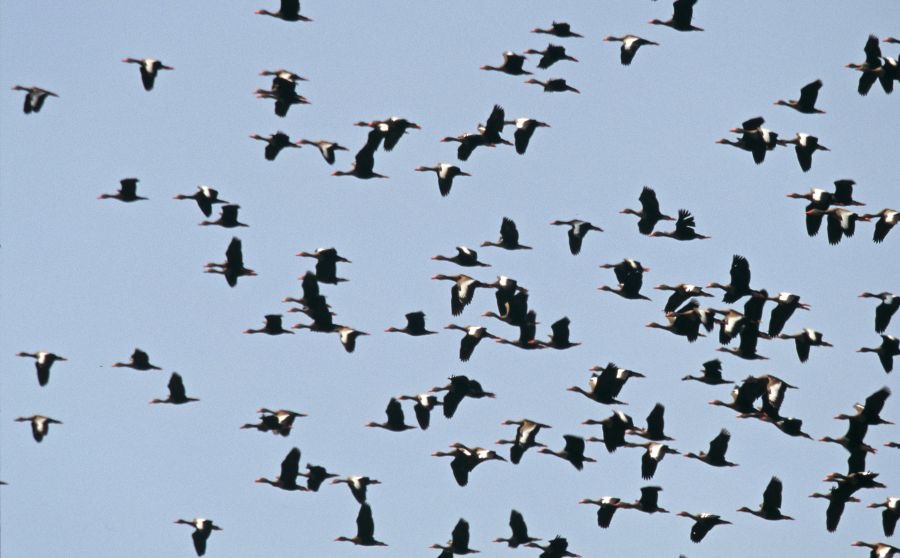 LOS   LLANOS.  Large   Flying Flocks.JPG