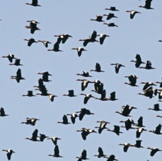 LOS   LLANOS.  Large   Flying Flocks.JPG