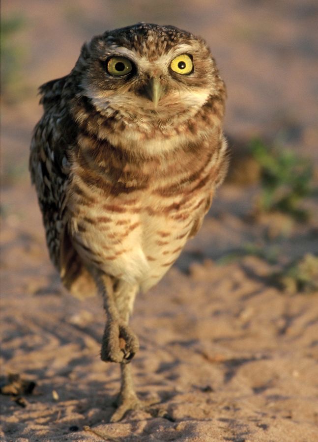 OWL.     BURROWING..jpg