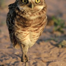 OWL.     BURROWING..jpg