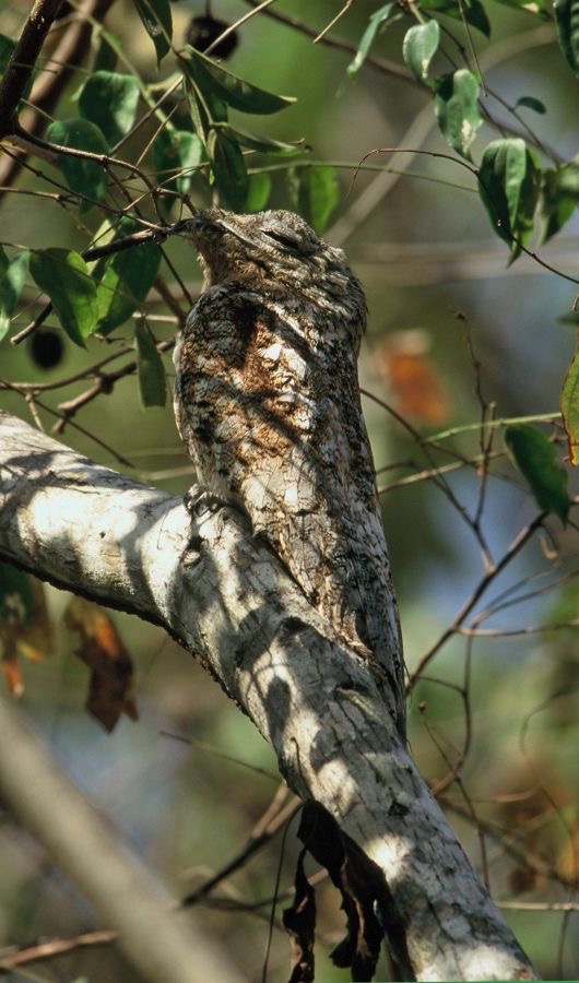POTOO.      GREAT..JPG
