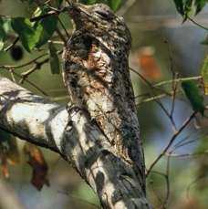 POTOO.      GREAT..JPG