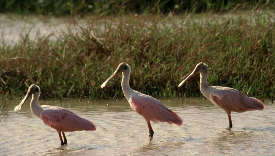 SPOONBILLS.   ROSEATE.jpg