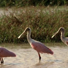 SPOONBILLS.   ROSEATE.jpg