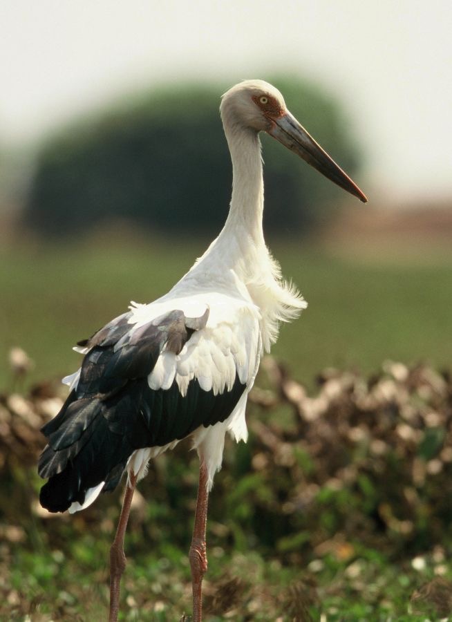 STORK.    MAGUARI..JPG