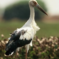 STORK.    MAGUARI..JPG
