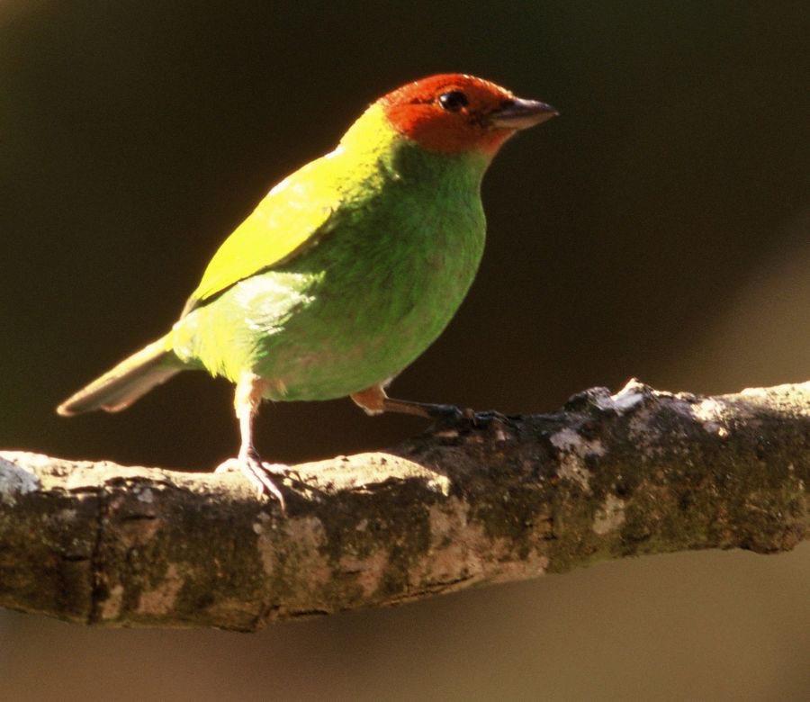 TANAGER. BAY-HEADED..JPG