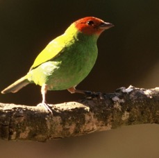 TANAGER. BAY-HEADED..JPG