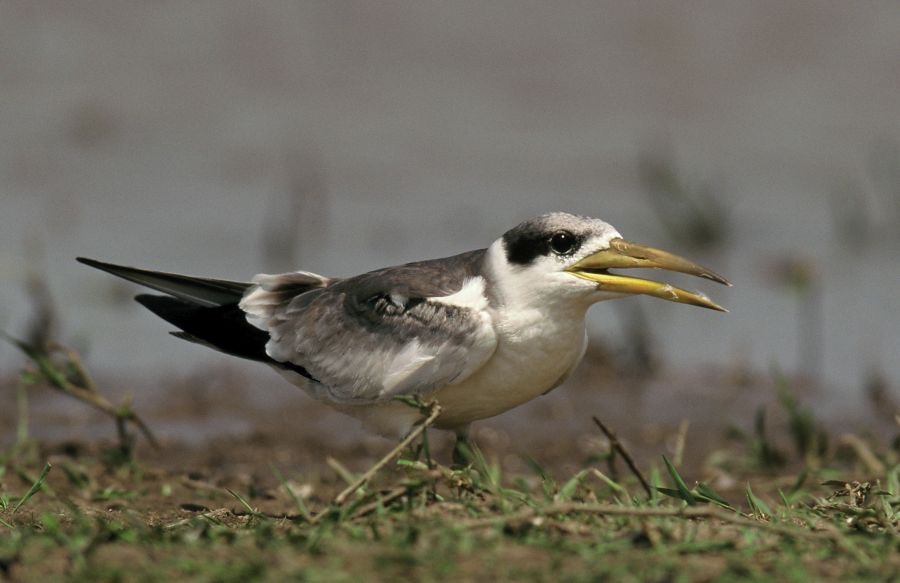 TERN..      LARGE-BILLED.JPG