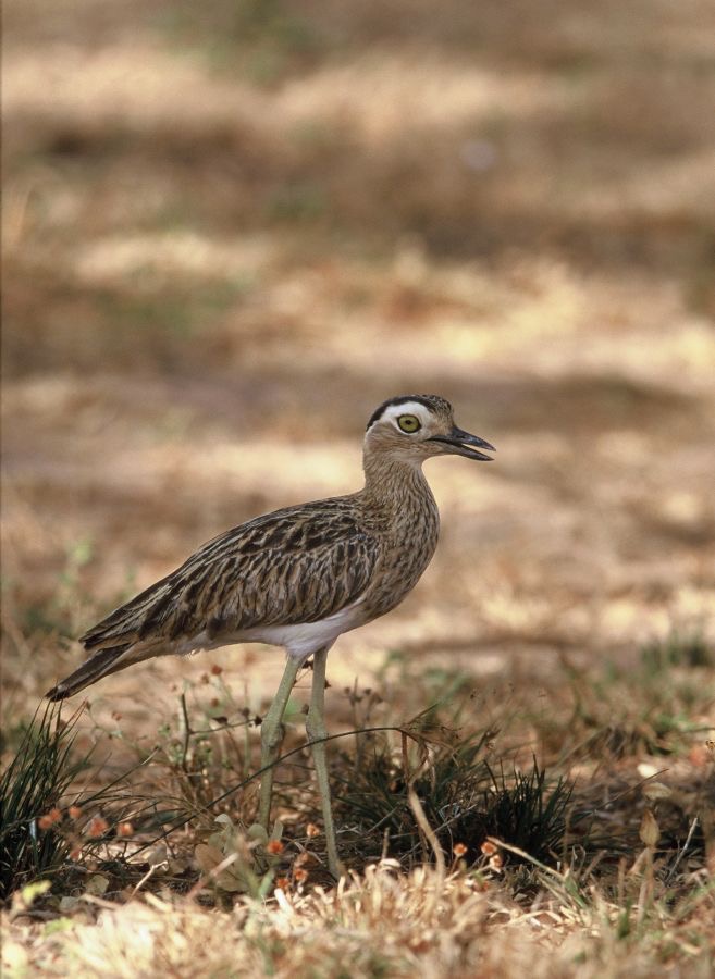 THICK-KNEE. DOUBLE-STRIPED.JPG