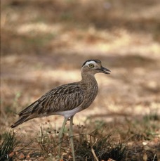 THICK-KNEE. DOUBLE-STRIPED.JPG