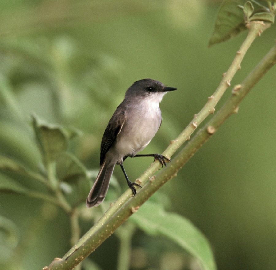 TYRANNULET.  RIVER.JPG