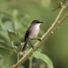 TYRANNULET.  RIVER.JPG