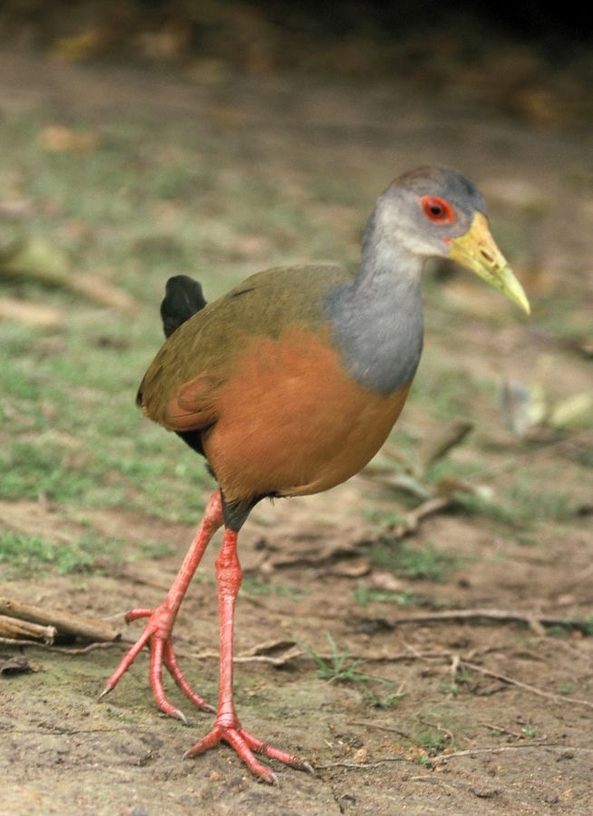 WOOD-RAIL.  GREY-NECKED.JPG