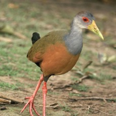 WOOD-RAIL.  GREY-NECKED.JPG