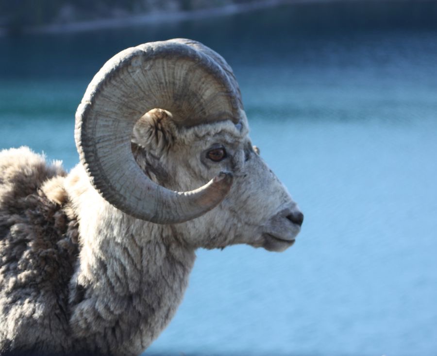 BIGHORN   SHEEP.jpg