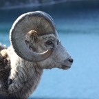 BIGHORN   SHEEP.jpg