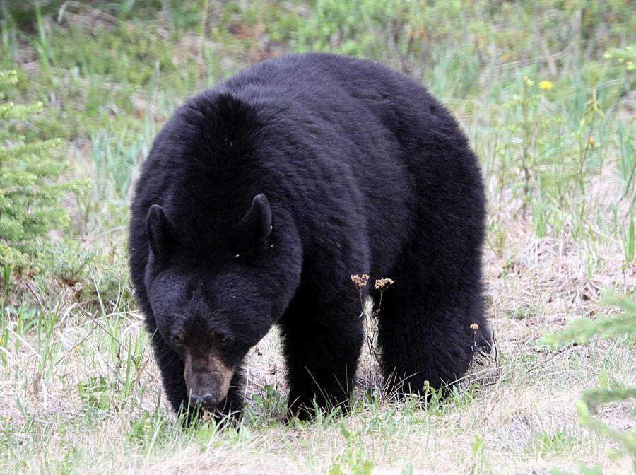 BLACK    BEAR.jpg