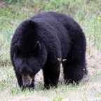 BLACK    BEAR.jpg